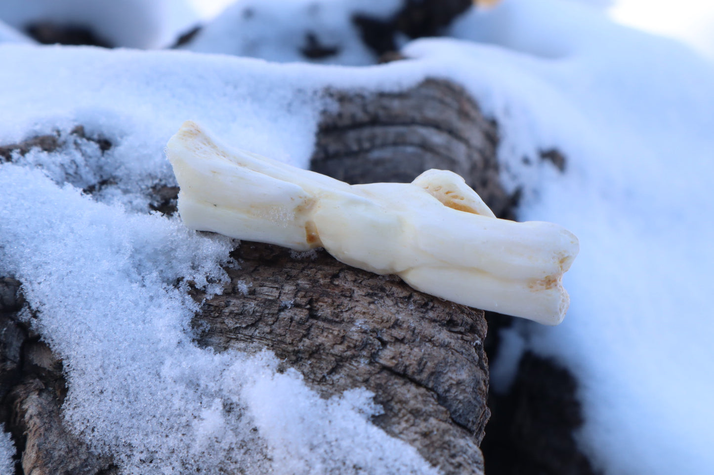 Reserved for Amanda - Mountain Lion Bone Carving with an Emerald and Peridot Eyes