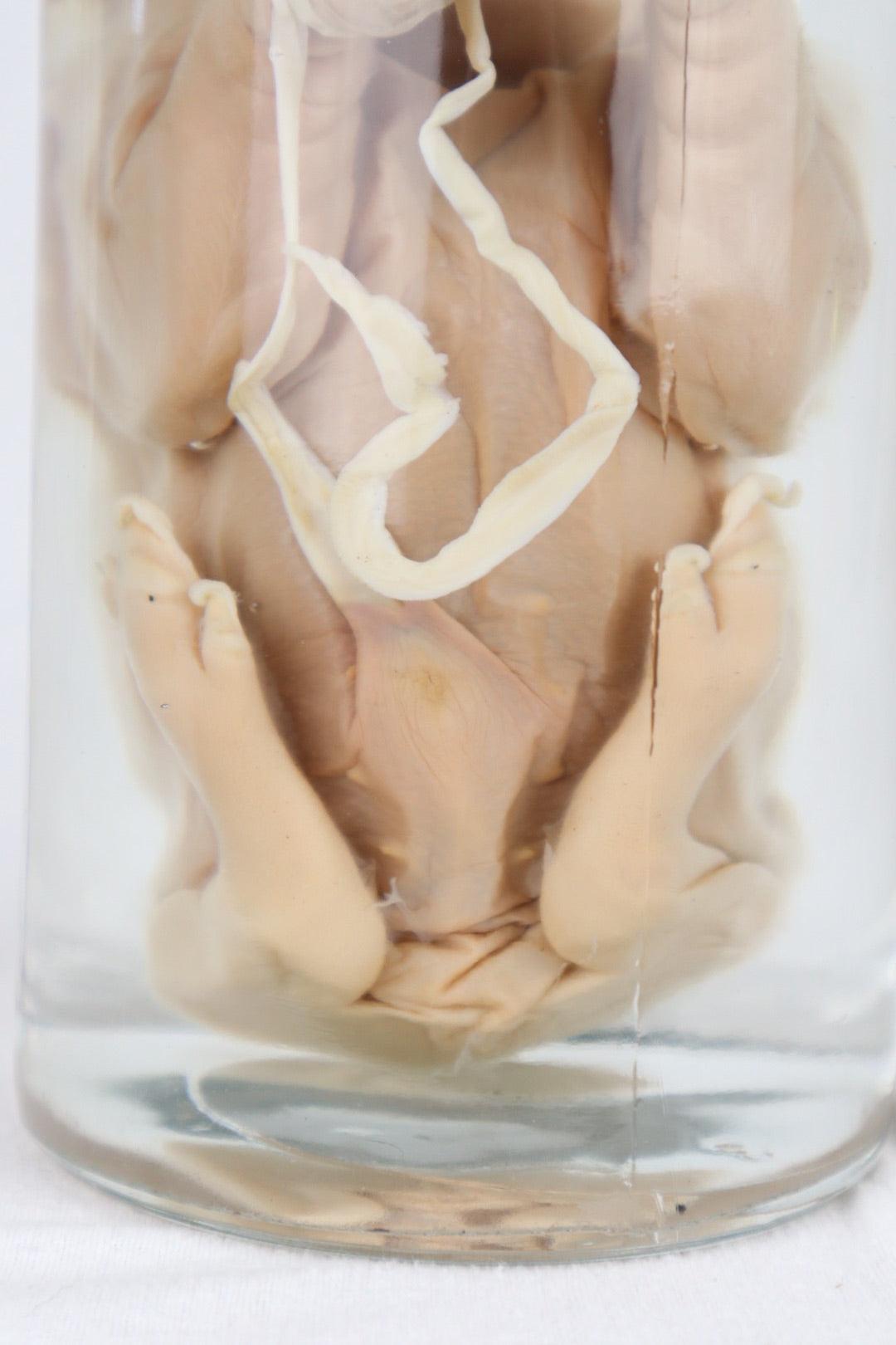 Wet Specimen Piglet with Congenital Disorders