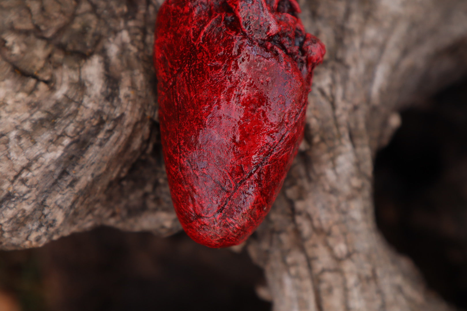 Reserved for Taryn - Dry Preserved Bobcat Heart