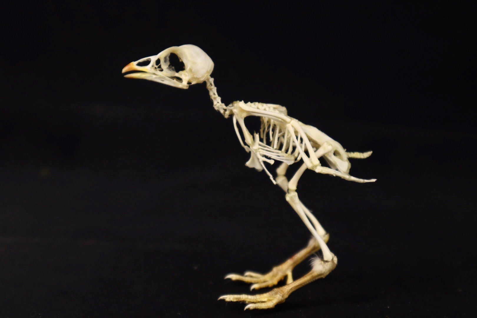 Sub-Adult Chicken Articulation in Glass Display Case