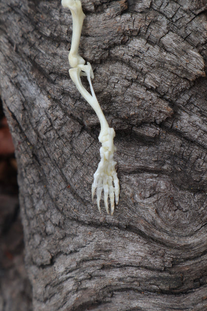 Mole Leg Articulation