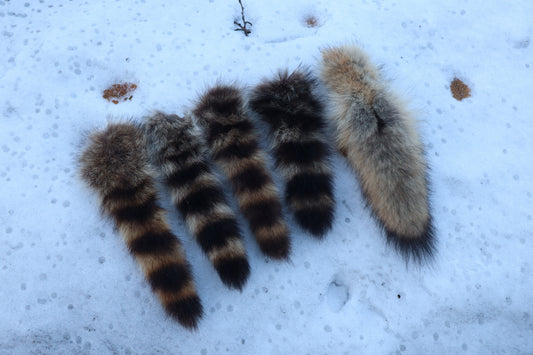 Reserved for Sammy - Coyote Tail and Raccoon Tail