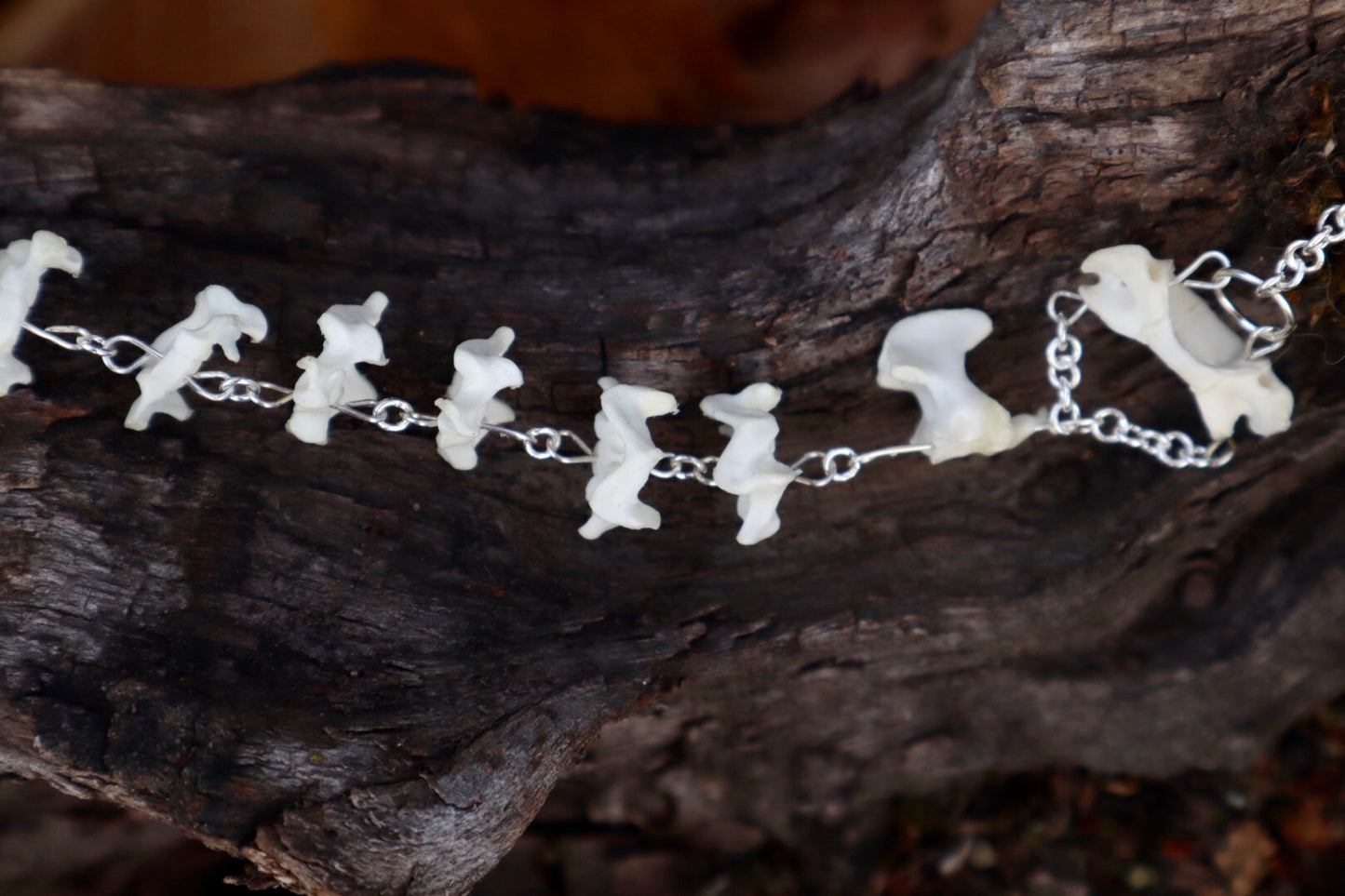 Domestic Kitten Spinal Column - Fluid Articulation