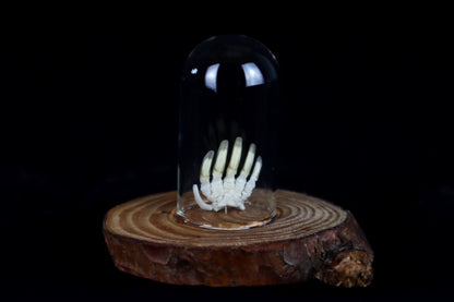 Mole Hand Articulation in Glass Dome