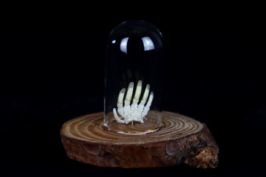 Mole Hand Articulation in Glass Dome