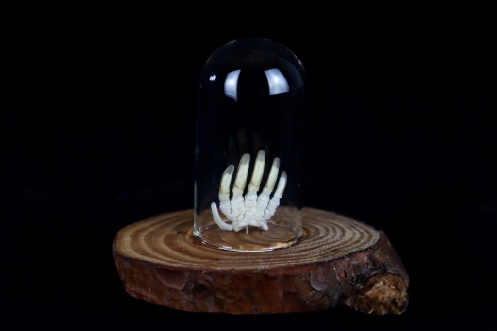 Mole Hand Articulation in Glass Dome