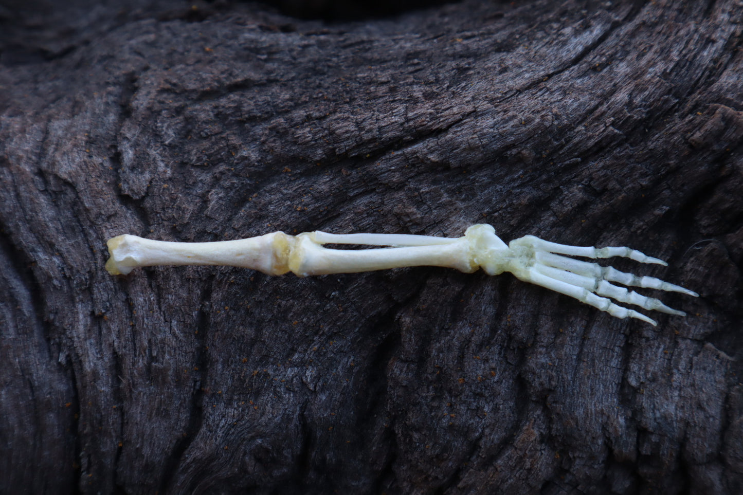 Stillborn Kitten Leg Articulation