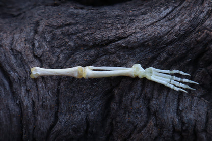 Stillborn Kitten Leg Articulation