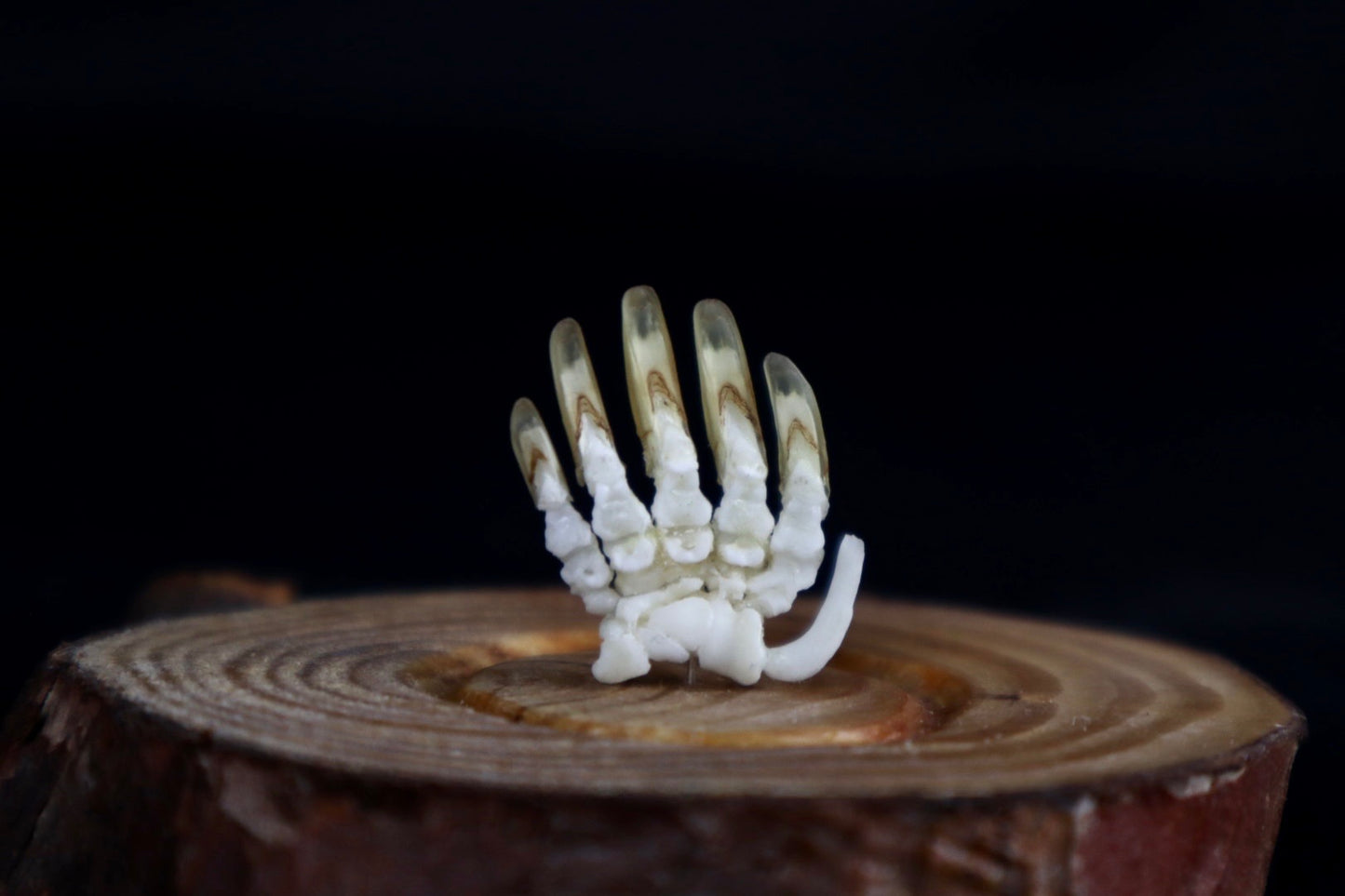 Mole Hand Articulation in Glass Dome