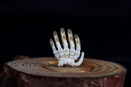 Mole Hand Articulation in Glass Dome