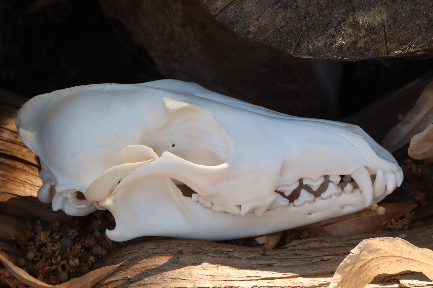 Coyote Skull