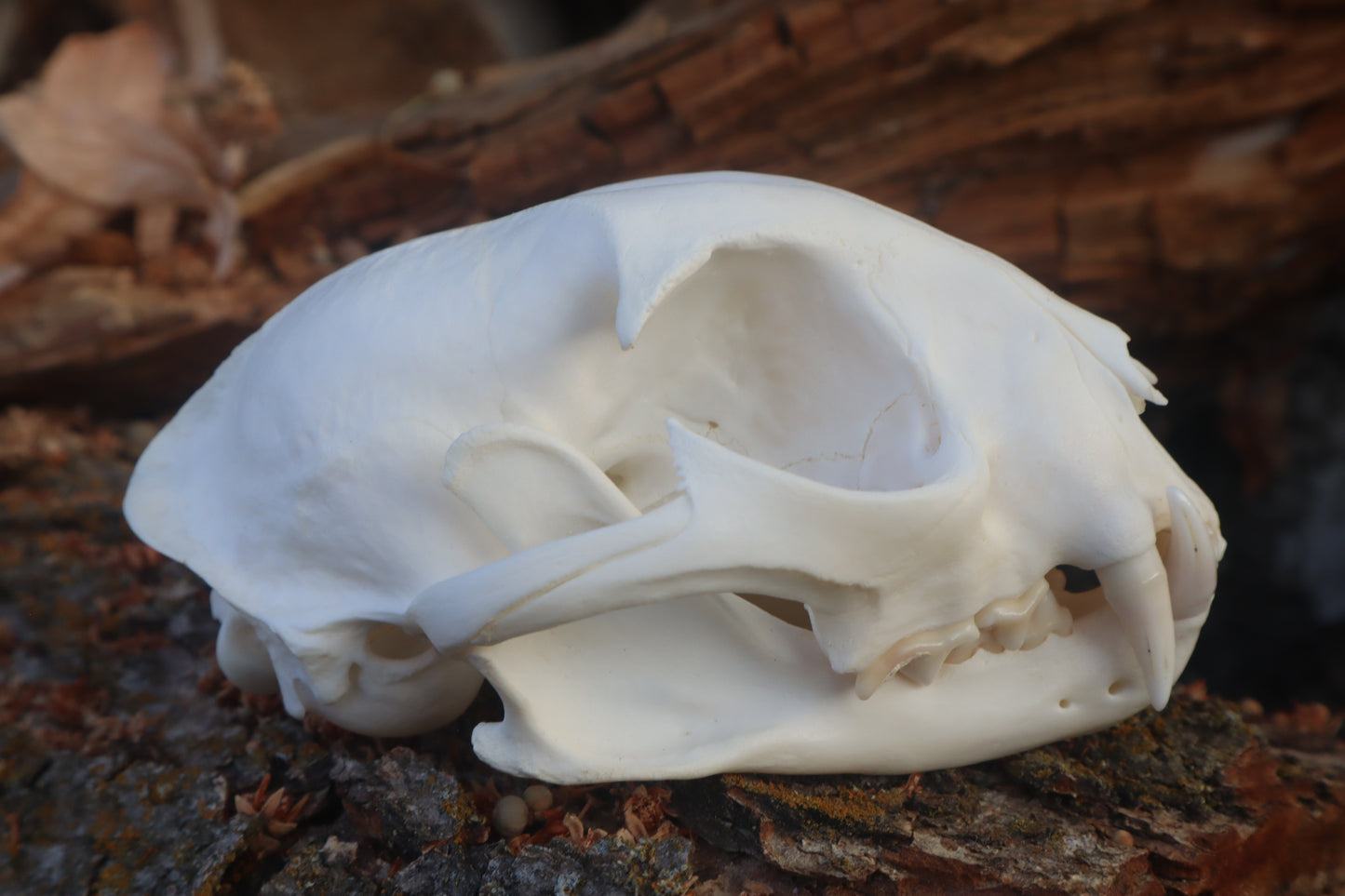 Reserved for Cam - Bobcat Skull
