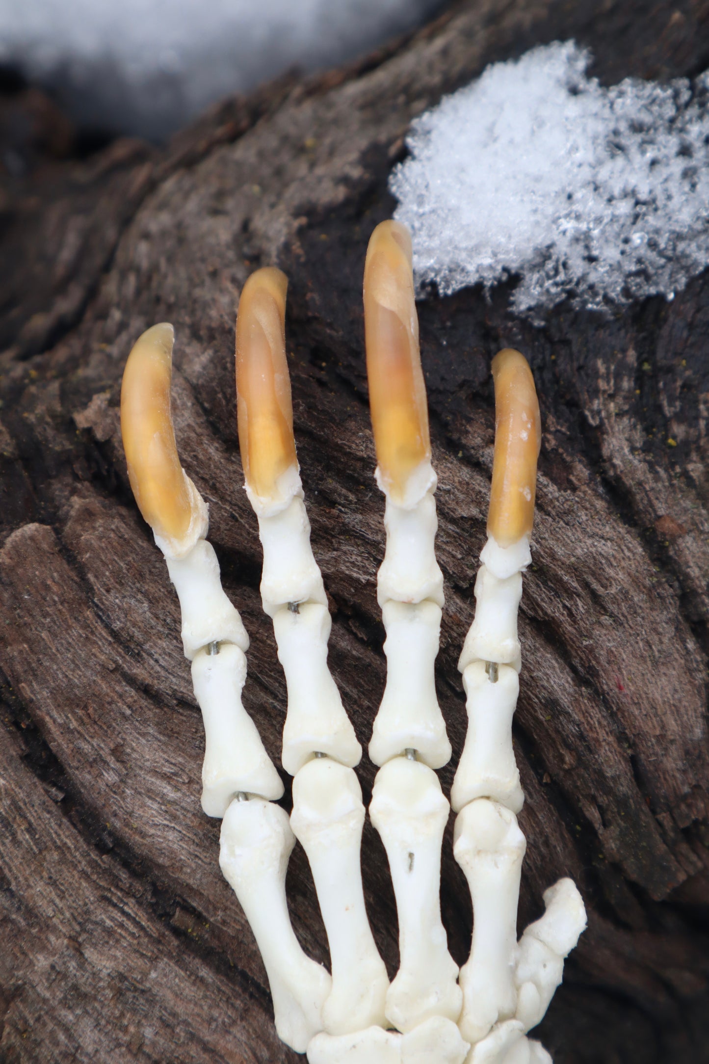 Porcupine Paw Articulation