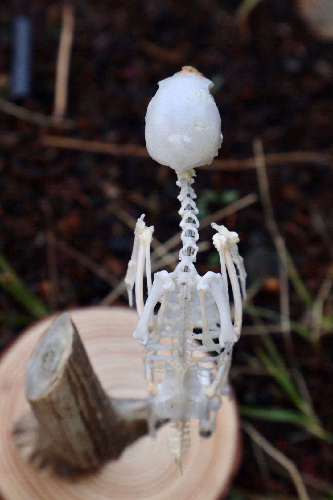 Budgerigar Articulation in Glass Dome