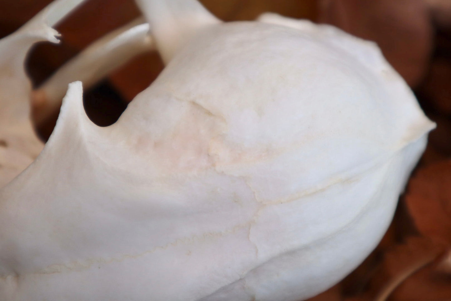 Alaskan Lynx Skull