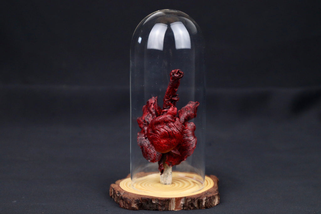 Dry Preserved Red Kangaroo Joey Heart and Lungs in Glass Dome