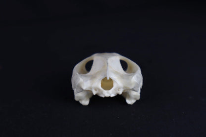 Red Eared Slider Skull