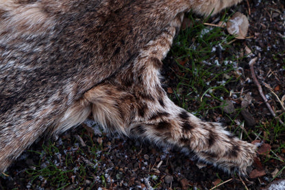 Bobcat Wallhanger