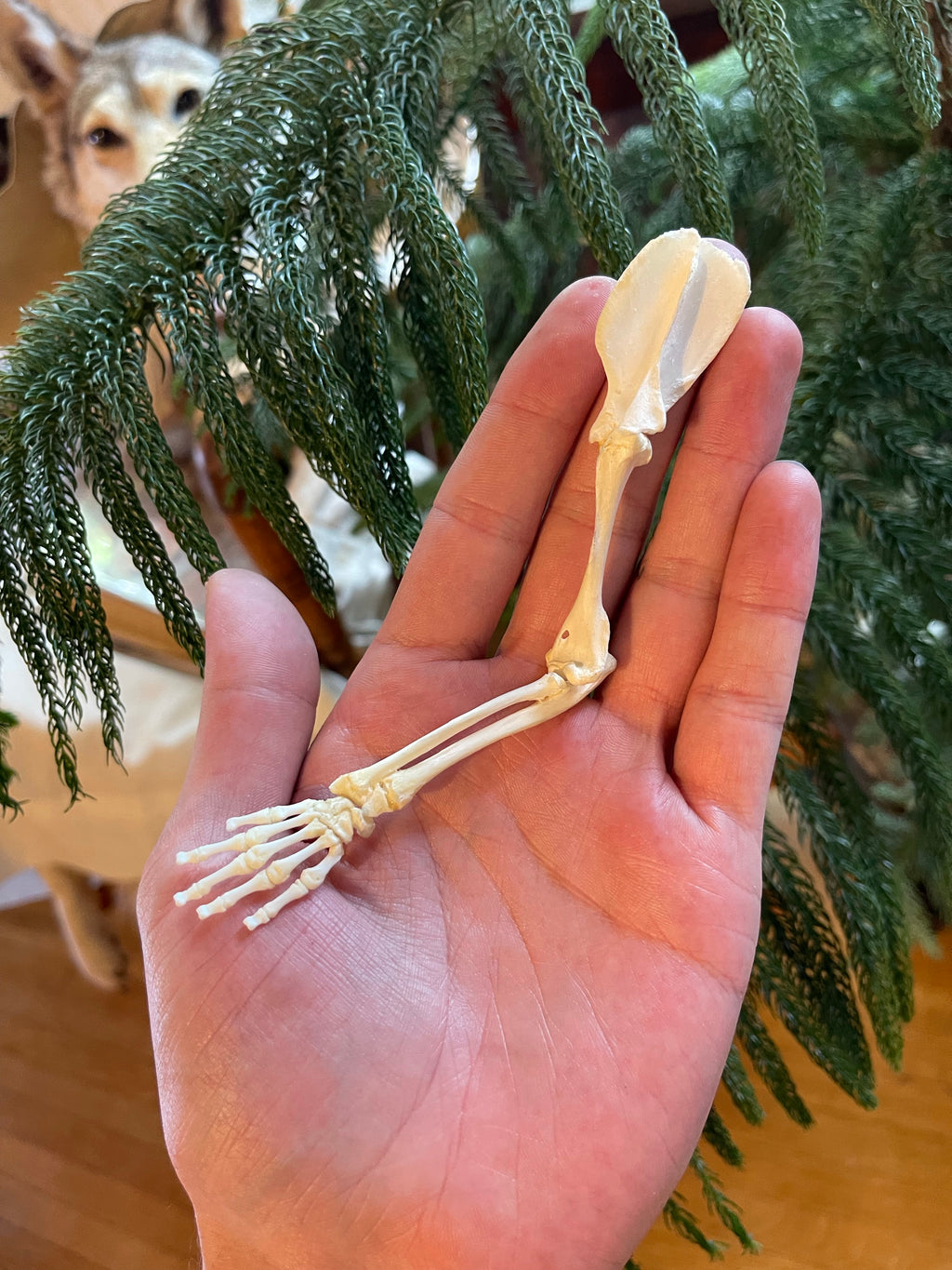 Reserved for Amanda - Juvenile Opossum Arm Articulation