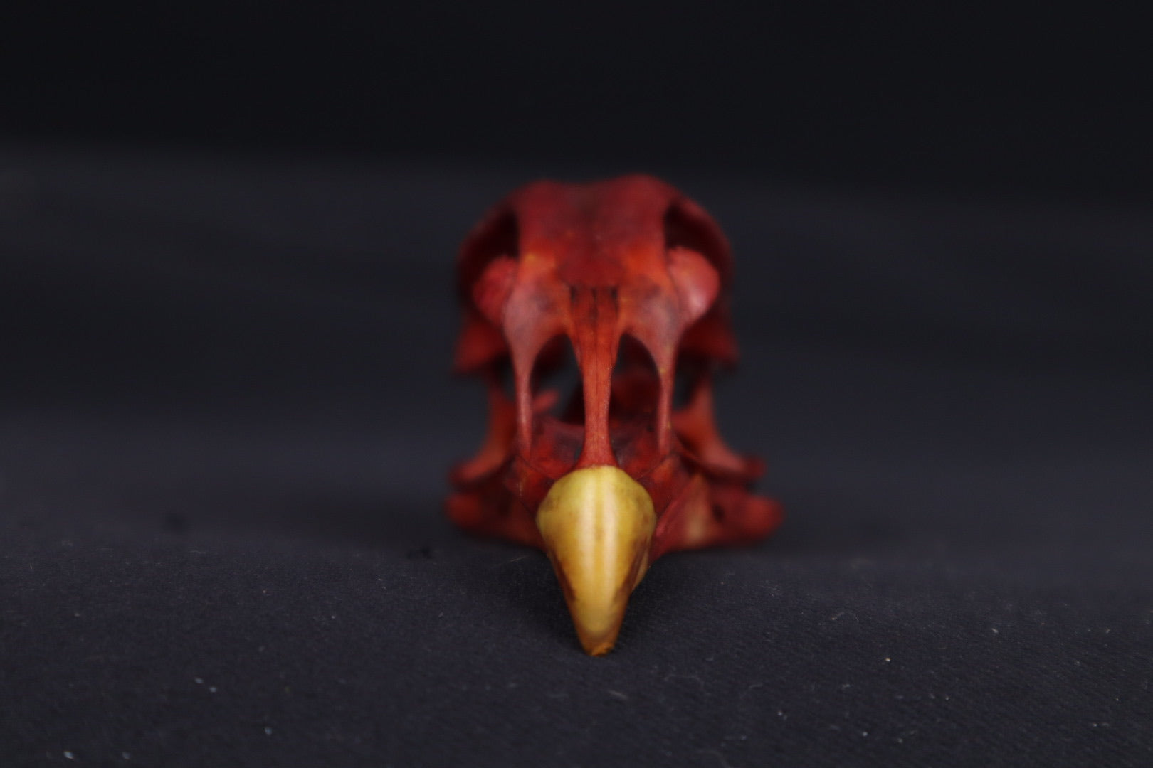 Craft Naturally Stained Chicken Skull