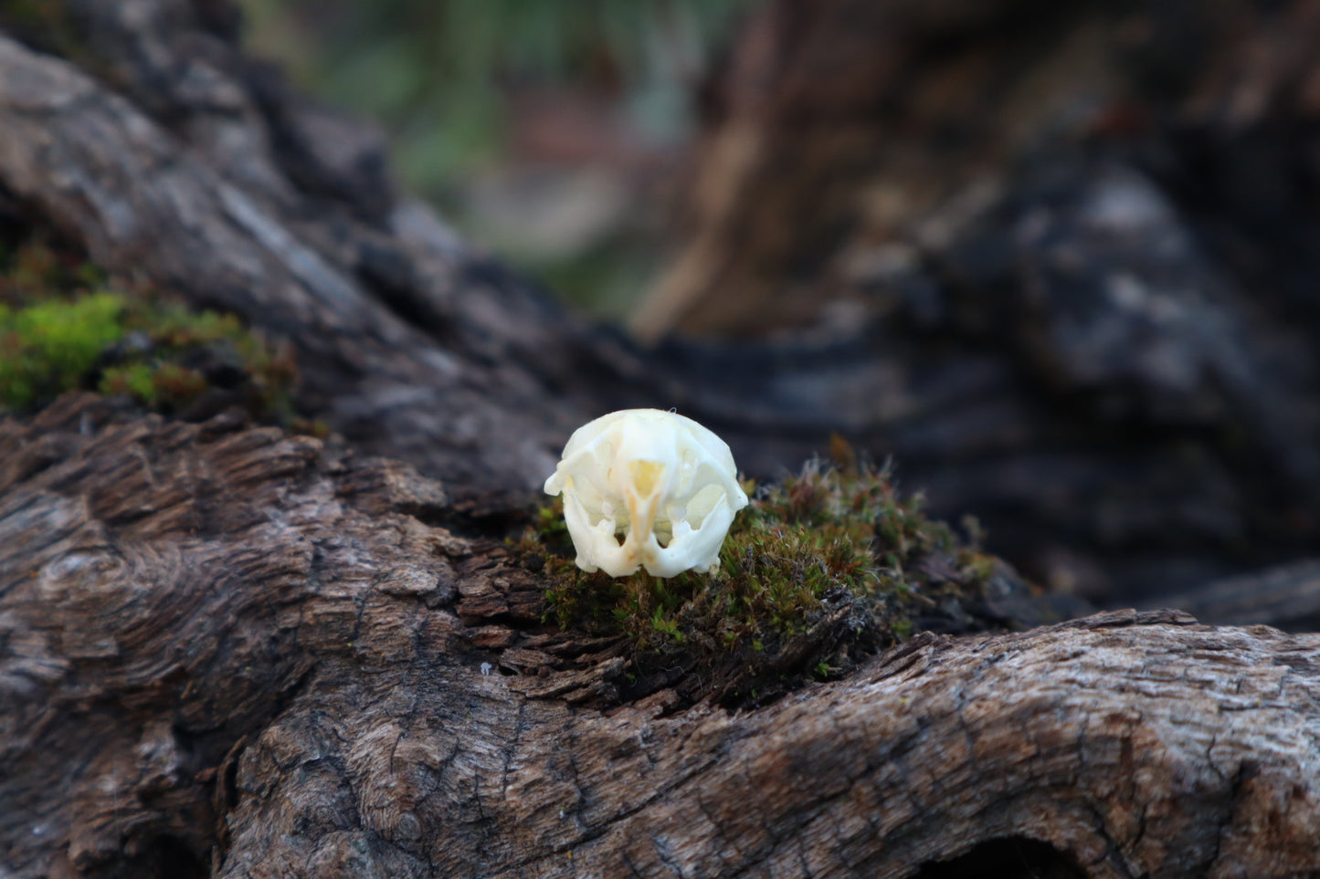Mouse Skull