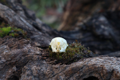 Mouse Skull