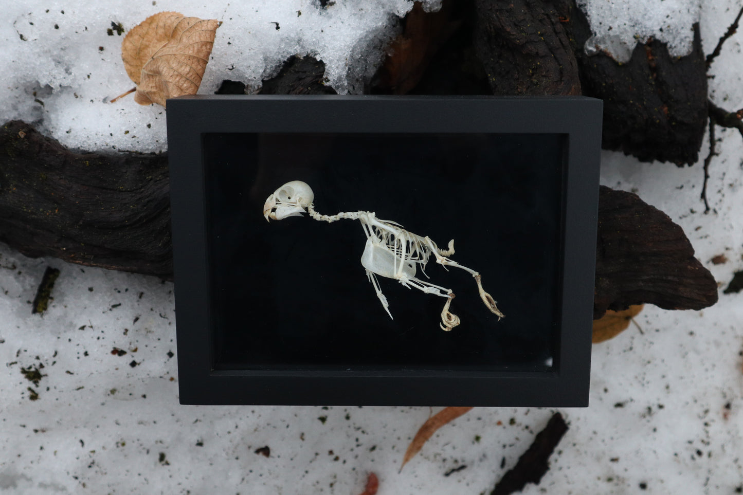 Articulated Parakeet Skeleton