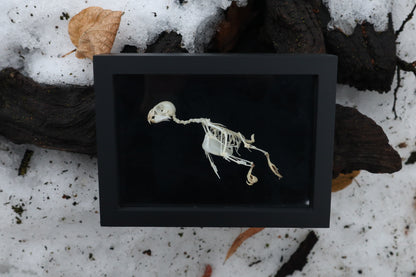Articulated Parakeet Skeleton