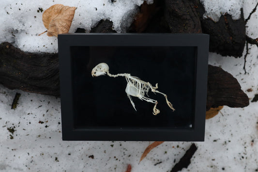 Articulated Parakeet Skeleton