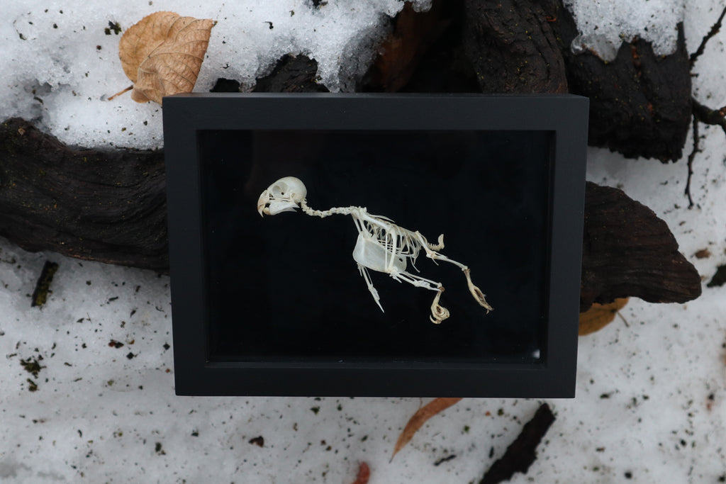 Articulated Parakeet Skeleton
