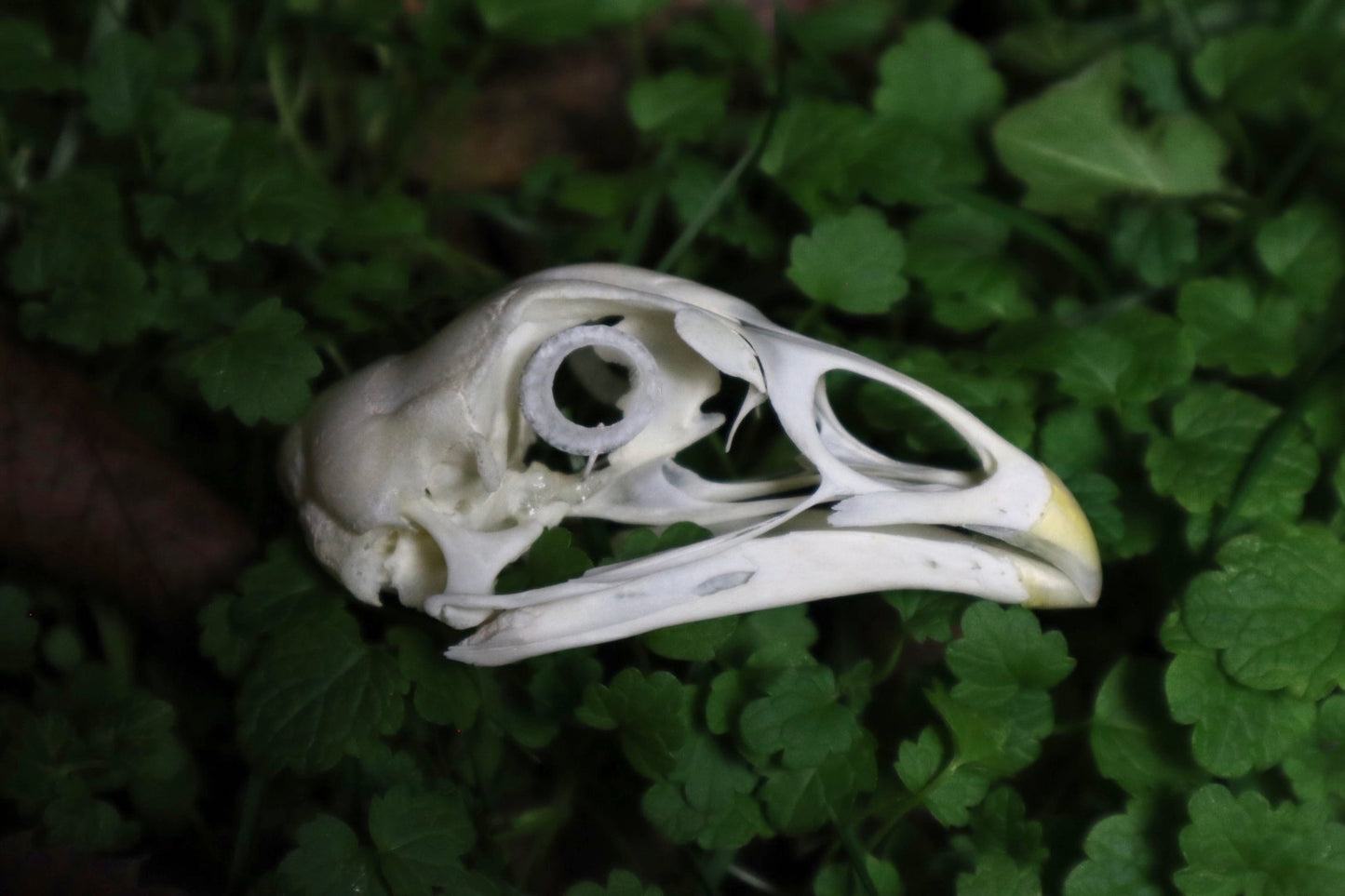 Chicken Skull with Sclerotic Rings