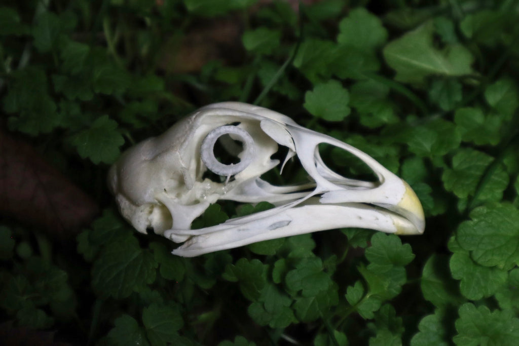 Chicken Skull with Sclerotic Rings