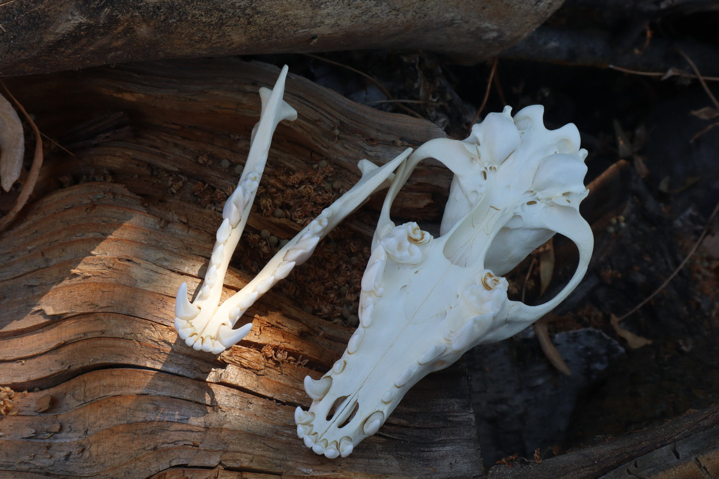 Coyote Skull