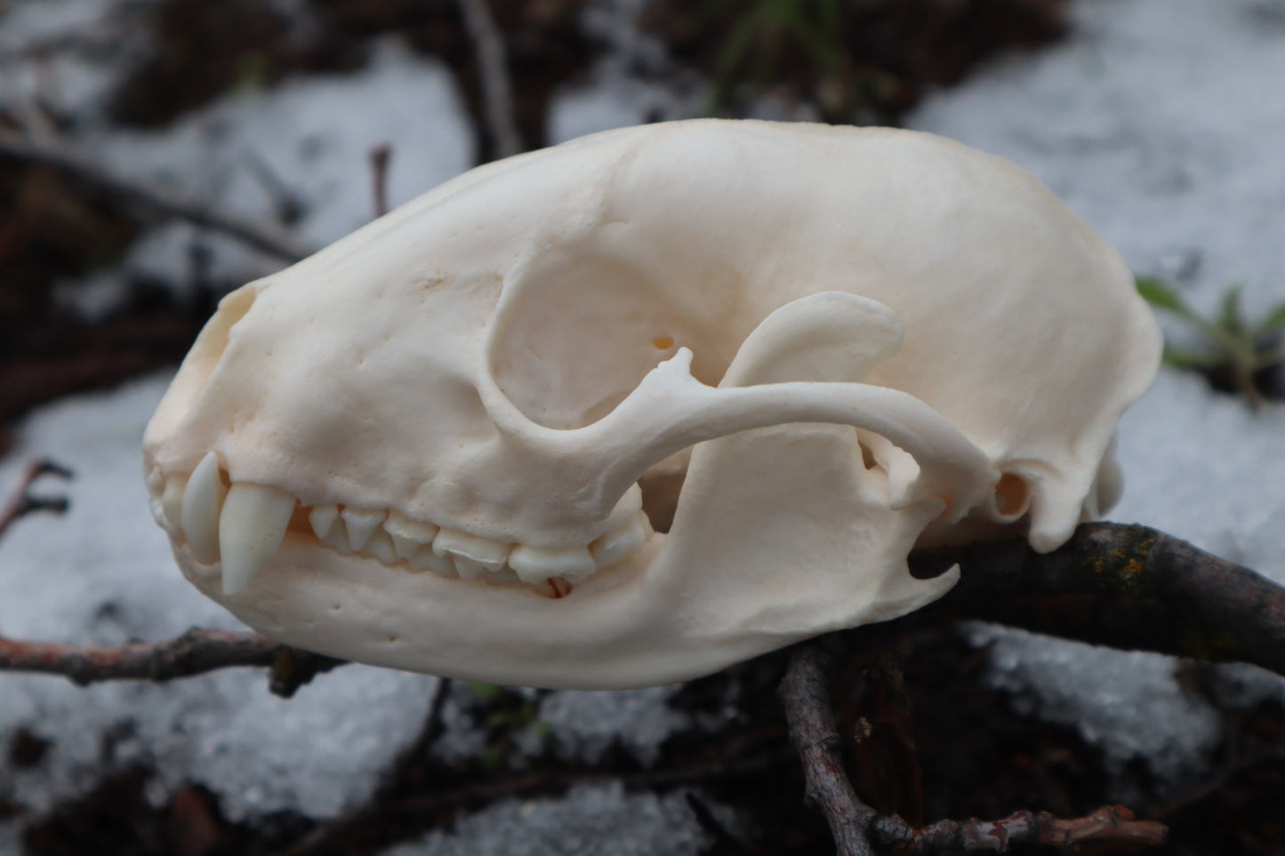 Reserved for Tori - Geriatric Raccoon Skull