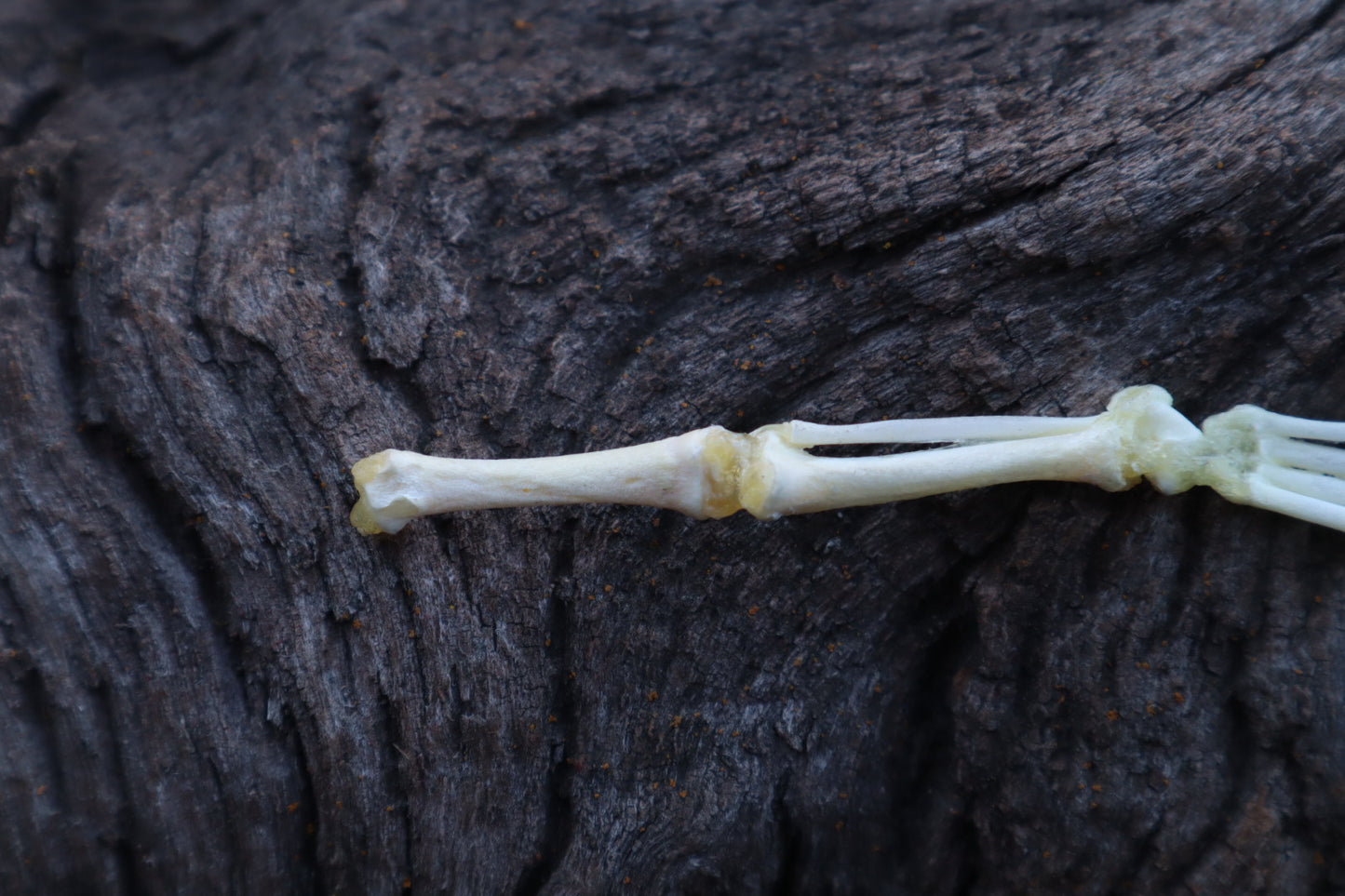 Stillborn Kitten Leg Articulation