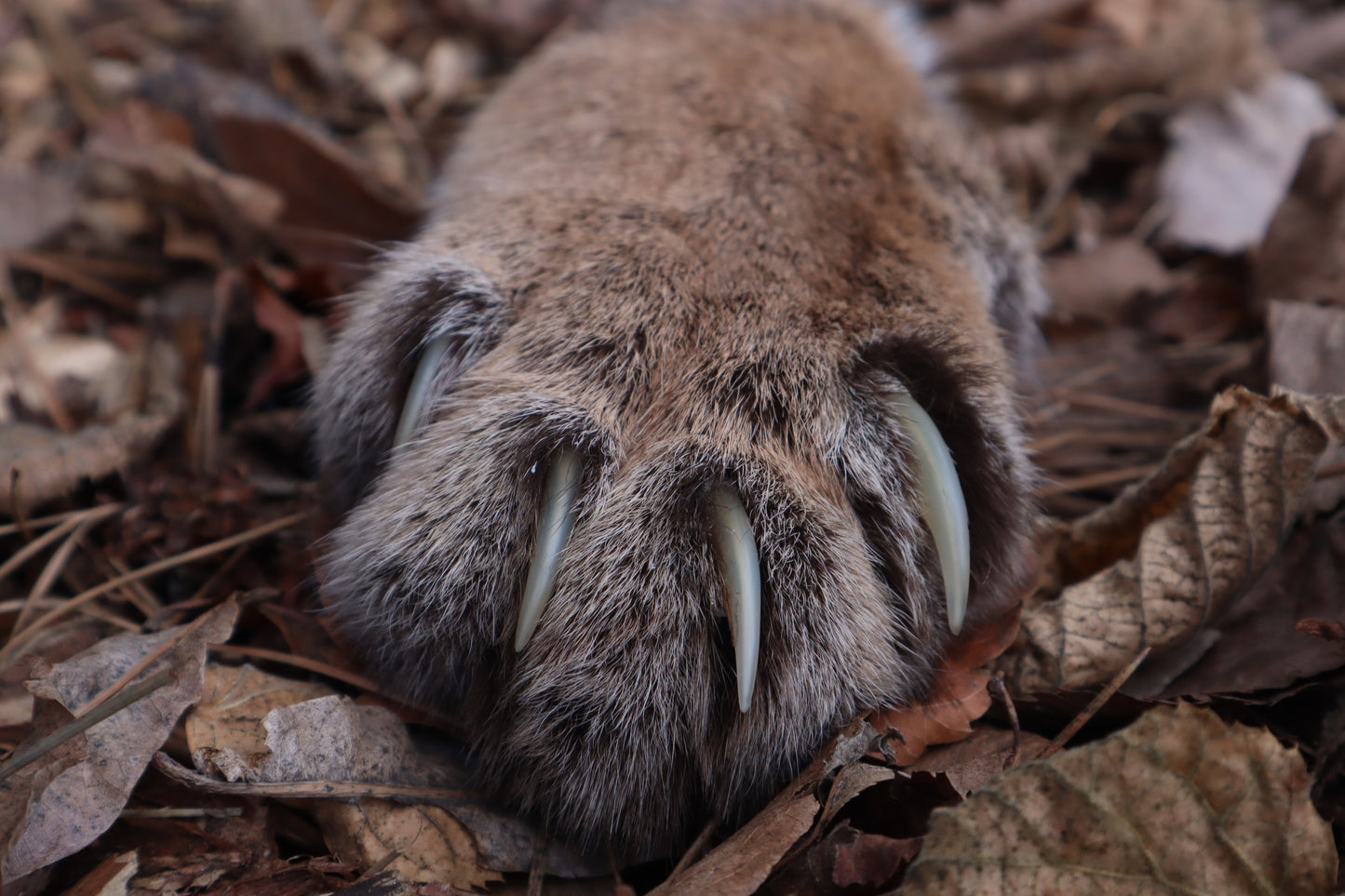 Reserved for Mike - Dry Preserved Mountain Lion Paw