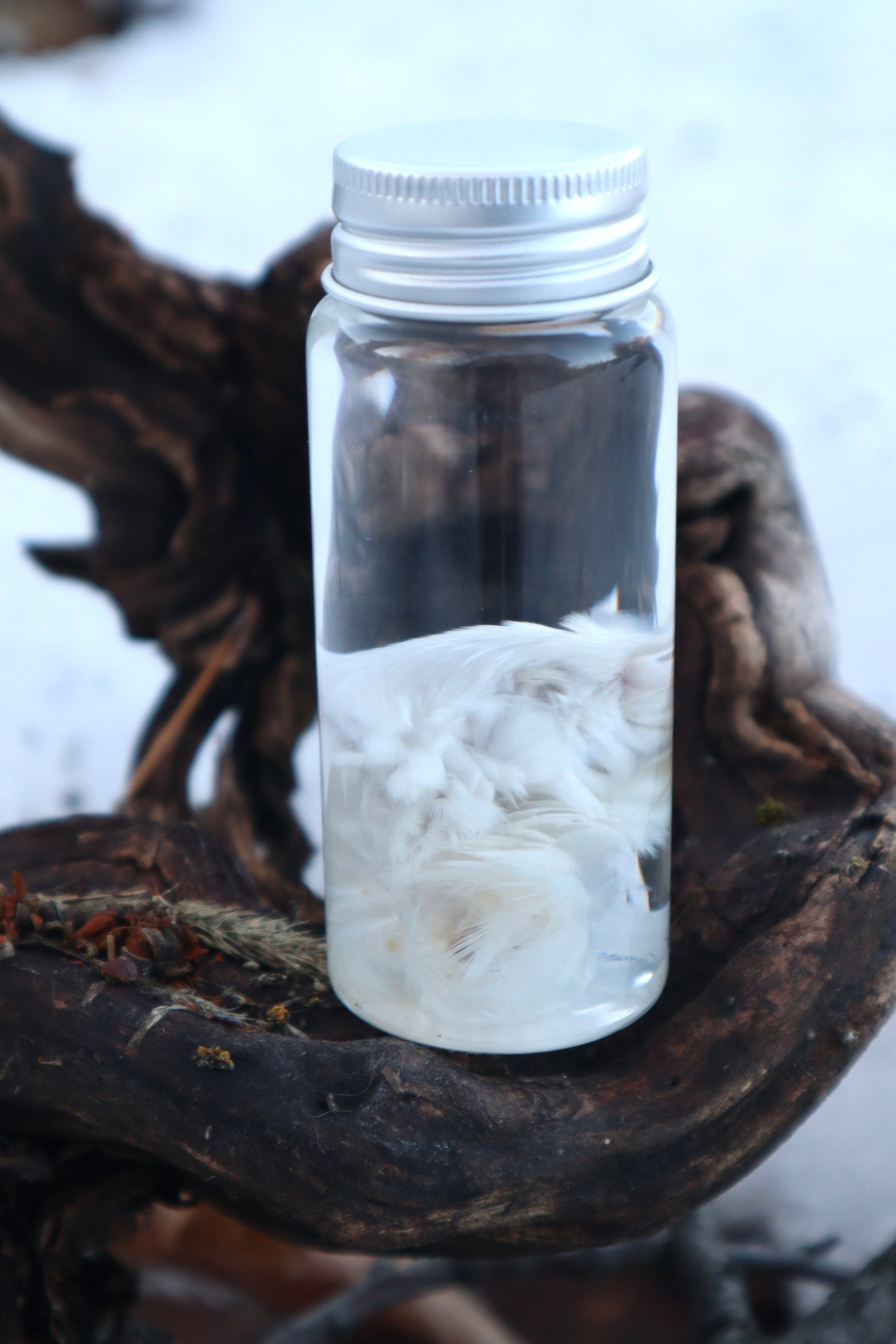 Parakeet Head Wet Specimen