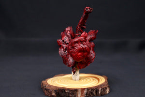 Dry Preserved Red Kangaroo Joey Heart and Lungs in Glass Dome
