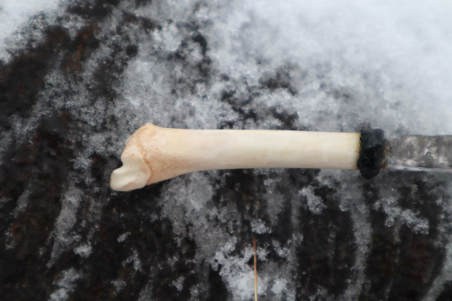 Kitten Tibia Knife