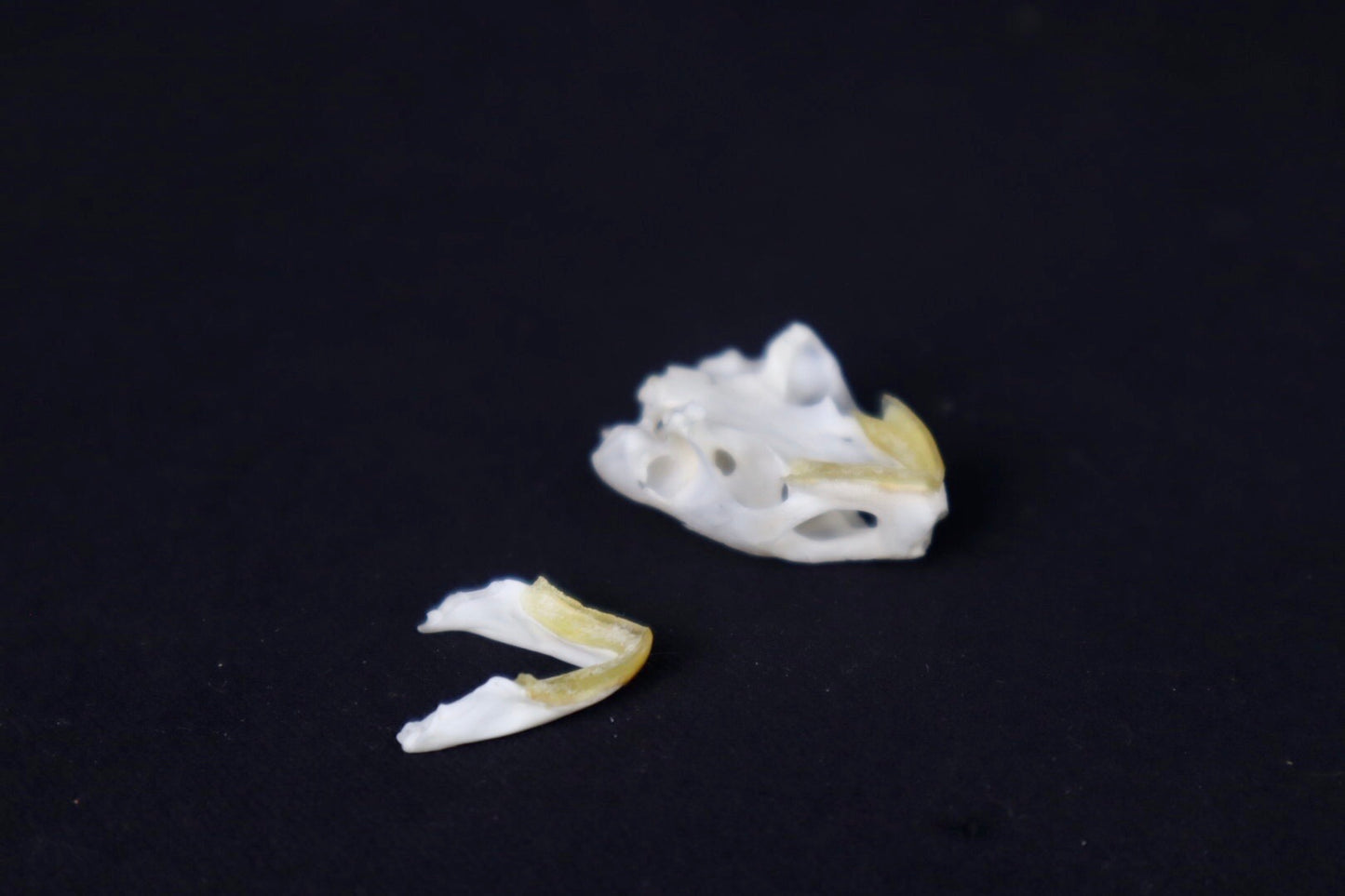 Red Eared Slider Skull