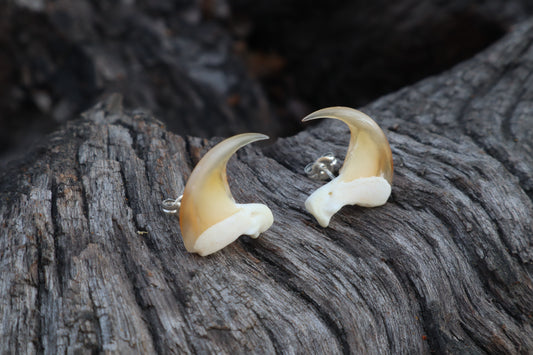Reserved for Amanda Bobcat Claw Stud Earrings - .925 Silver