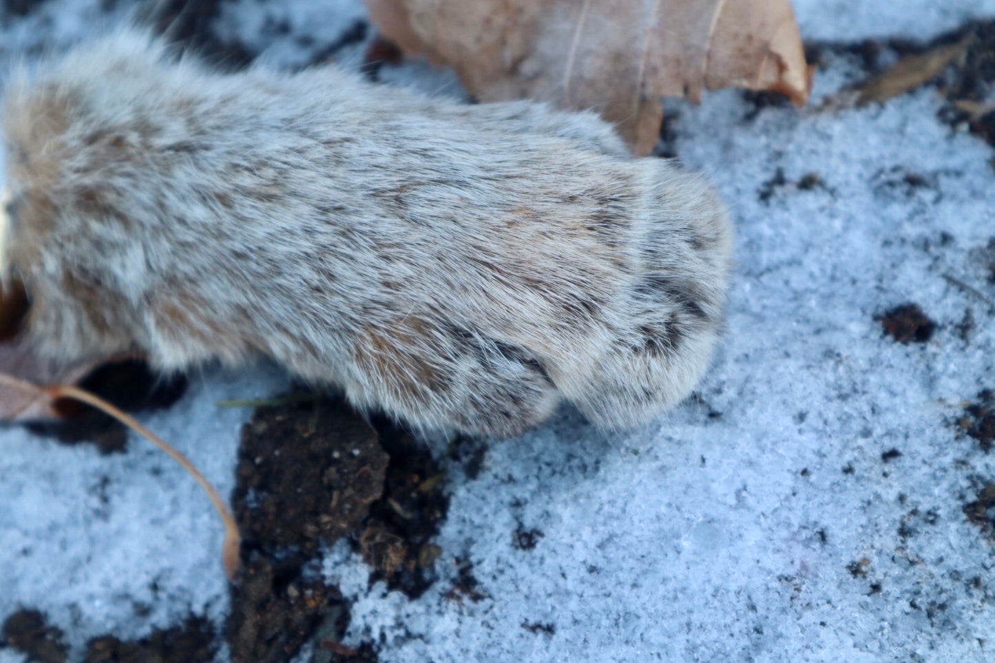 Bobcat Paw Knife