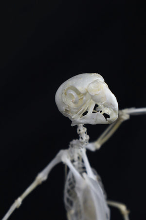Reserved for Amanda - Articulated Parakeet Skeleton with Sclerotic Lenses