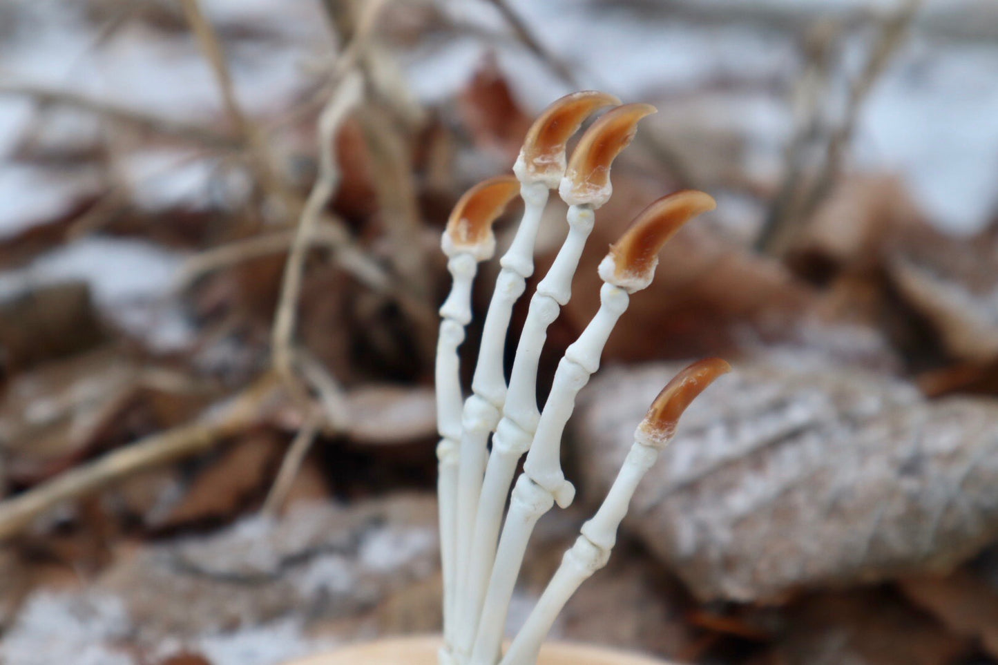 Raccoon Paw Articulation in Glass Dome