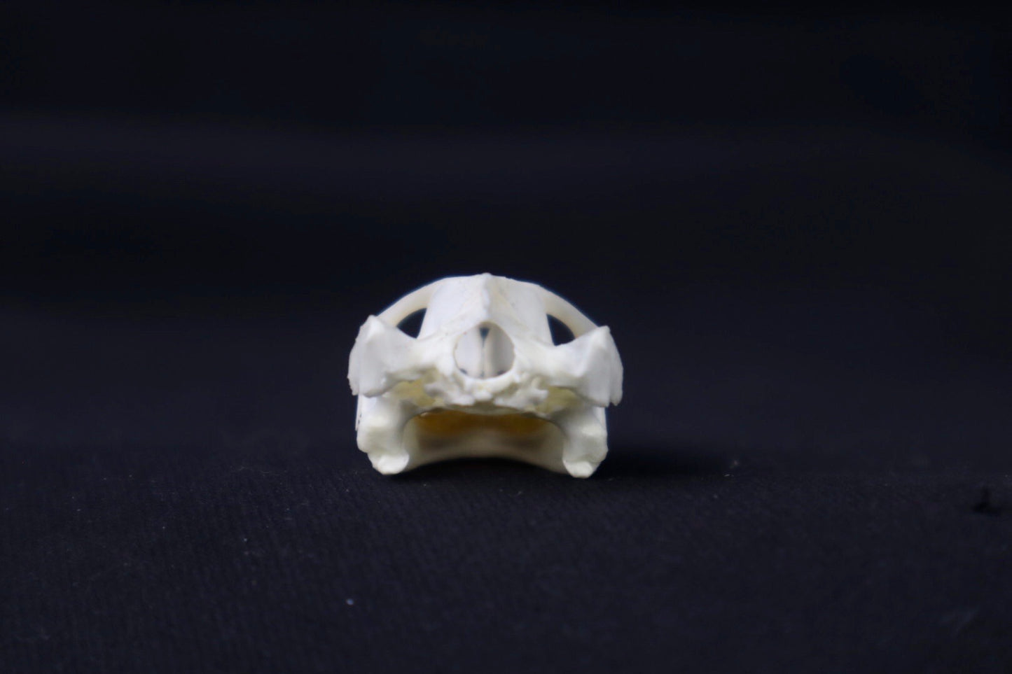 Red Eared Slider Skull