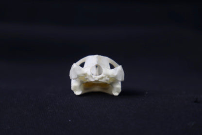 Red Eared Slider Skull