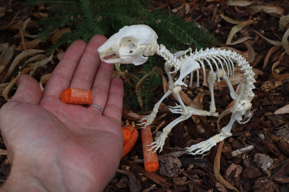 Reserved for Cam - Baby Rabbit Articulation