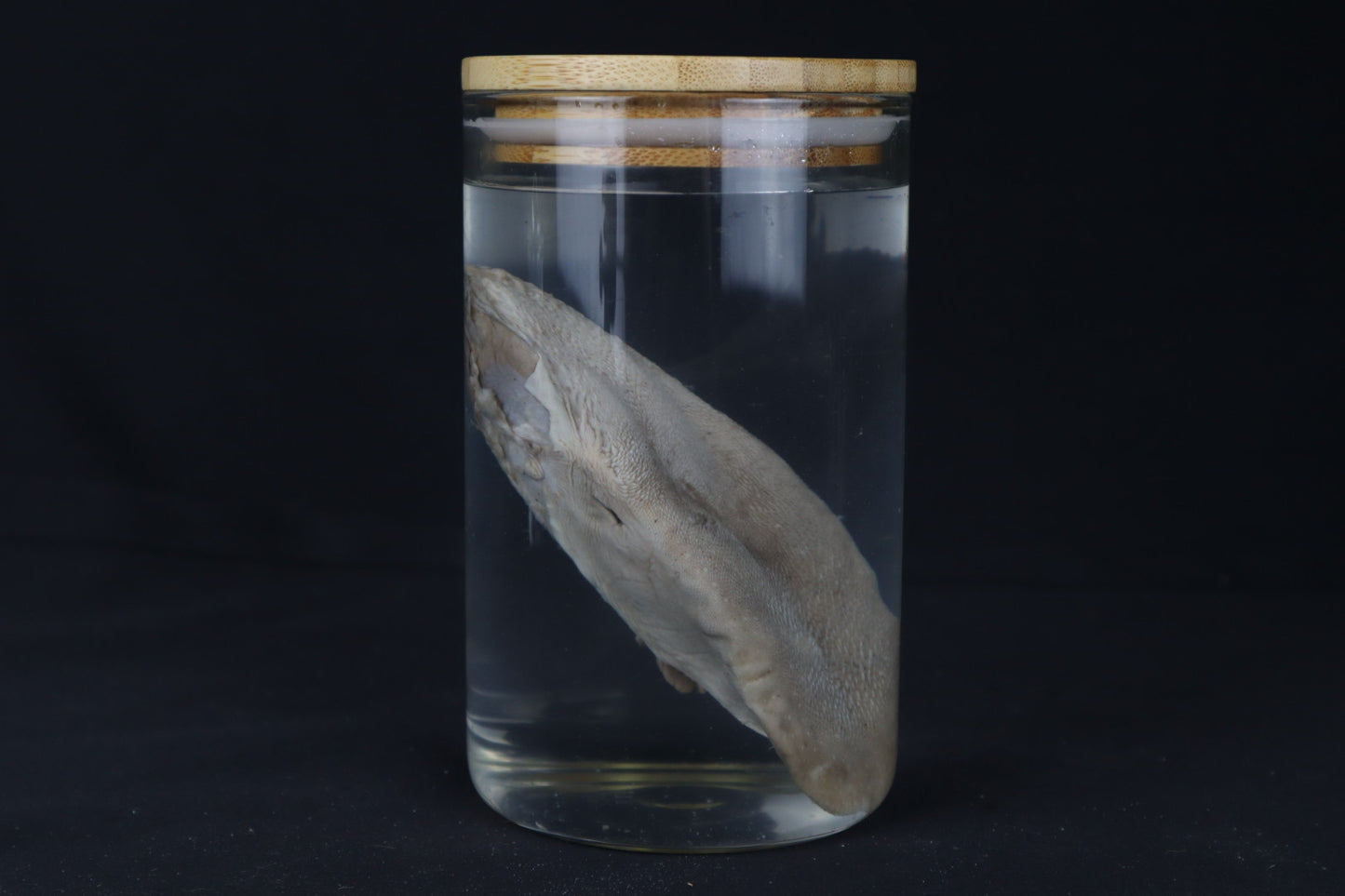 Mountain Lion Tongue Wet Specimen