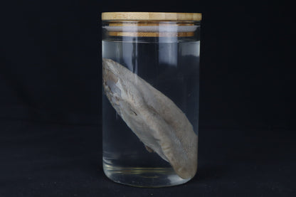 Mountain Lion Tongue Wet Specimen