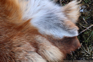 Red Fox Pelt - Double Bend